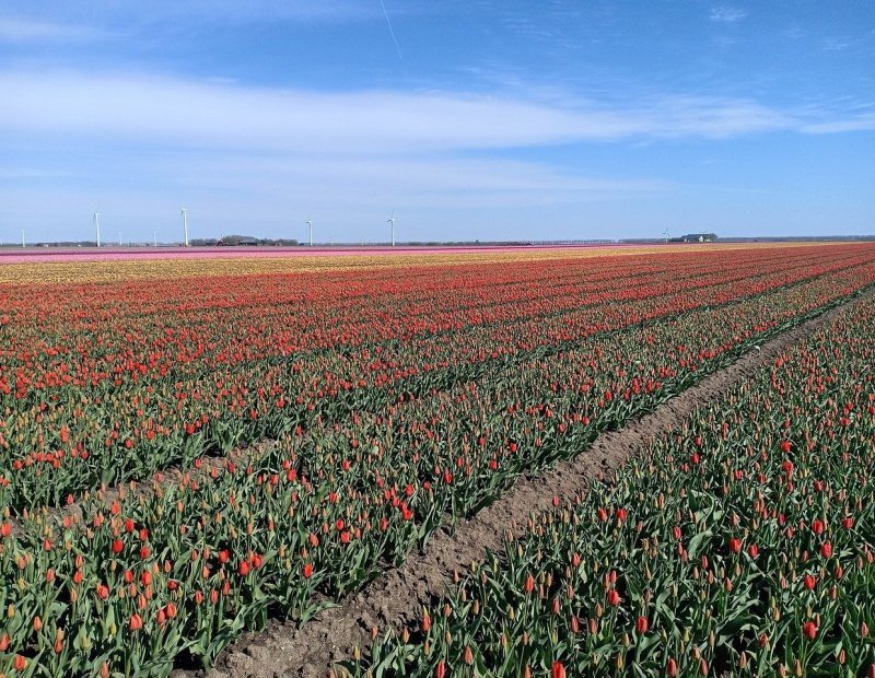 Tulip Route (April 15 - May 7)